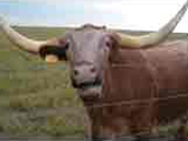 LongHorn Cattle